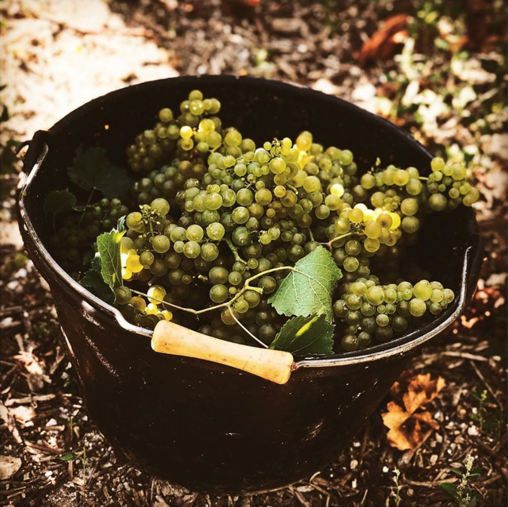 Colin , "Cuvée Castille", Premier cru, Brut, Blanc de blancs